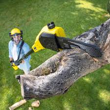 Best Utility Line Clearance  in Taft, TX