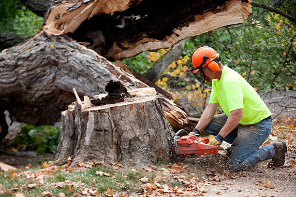 Best Pest Control for Lawns  in Taft, TX